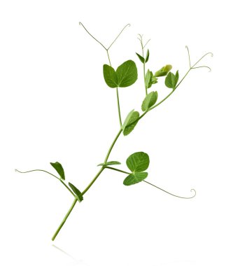 Yeşil bezelyelerin taze yaprakları beyaz arka planda izole bir şekilde havaya düşüyor. Gıda havalanması veya sıfır yerçekimi kavramı