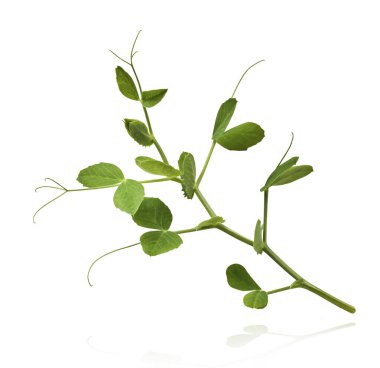 Yeşil bezelyelerin taze yaprakları beyaz arka planda izole bir şekilde havaya düşüyor. Gıda havalanması veya sıfır yerçekimi kavramı