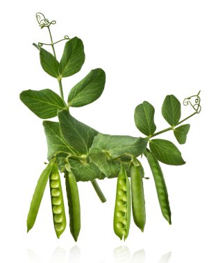 Taze taze taze taze taze bezelye kabukları beyaz arka planda izole bir şekilde havaya düşüyor. Gıda havalanması veya sıfır yerçekimi kavramı