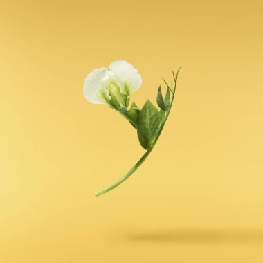 Yeşil bezelyelerin taze yaprakları ve çiçekleri sarı arka planda izole bir şekilde havaya düşüyor. Gıda havalanması veya sıfır yerçekimi kavramı