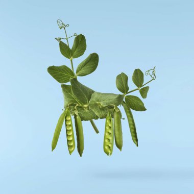 Taze taze taze taze taze bezelye kabukları mavi arka planda izole bir şekilde havaya düşüyor. Gıda havalanması veya sıfır yerçekimi kavramı