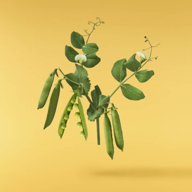 Taze taze taze taze taze bezelye kabukları sarı arka planda izole bir şekilde havaya düşüyor. Gıda havalanması veya sıfır yerçekimi kavramı