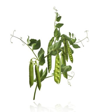 Taze taze taze taze taze bezelye kabukları beyaz arka planda izole bir şekilde havaya düşüyor. Gıda havalanması veya sıfır yerçekimi kavramı