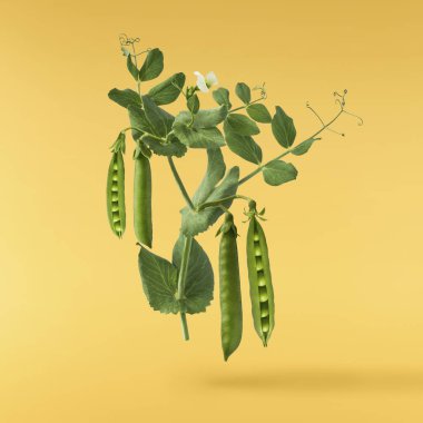 Taze taze taze taze taze bezelye kabukları sarı arka planda izole bir şekilde havaya düşüyor. Gıda havalanması veya sıfır yerçekimi kavramı