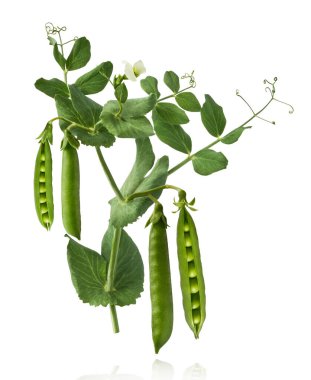 Taze taze taze taze taze bezelye kabukları beyaz arka planda izole bir şekilde havaya düşüyor. Gıda havalanması veya sıfır yerçekimi kavramı