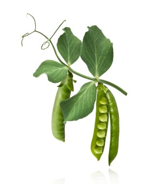 Taze taze taze taze taze bezelye kabukları beyaz arka planda izole bir şekilde havaya düşüyor. Gıda havalanması veya sıfır yerçekimi kavramı