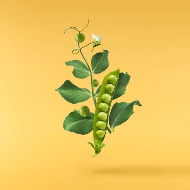 Taze taze taze taze taze bezelye kabukları sarı arka planda izole bir şekilde havaya düşüyor. Gıda havalanması veya sıfır yerçekimi kavramı