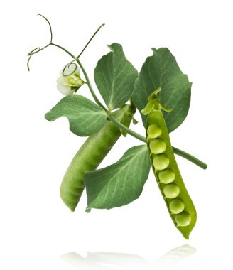 Taze taze taze taze taze bezelye kabukları beyaz arka planda izole bir şekilde havaya düşüyor. Gıda havalanması veya sıfır yerçekimi kavramı