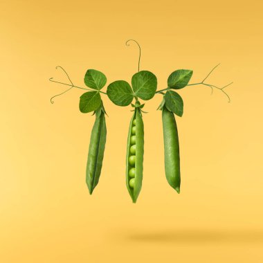 Taze taze taze taze taze bezelye kabukları sarı arka planda izole bir şekilde havaya düşüyor. Gıda havalanması veya sıfır yerçekimi kavramı