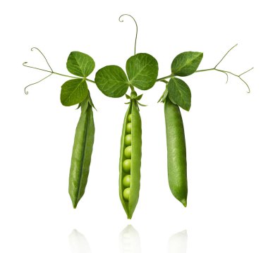 Taze taze taze taze taze bezelye kabukları beyaz arka planda izole bir şekilde havaya düşüyor. Gıda havalanması veya sıfır yerçekimi kavramı