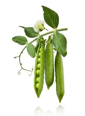 Taze taze taze taze taze bezelye kabukları beyaz arka planda izole bir şekilde havaya düşüyor. Gıda havalanması veya sıfır yerçekimi kavramı