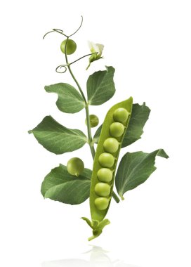 Taze taze taze taze taze bezelye kabukları beyaz arka planda izole bir şekilde havaya düşüyor. Gıda havalanması veya sıfır yerçekimi kavramı