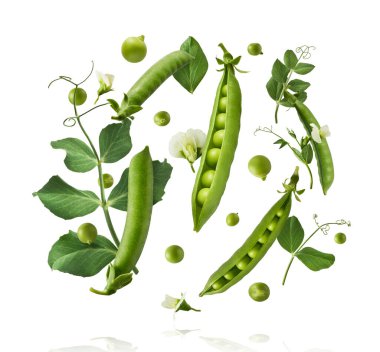 Taze taze taze taze taze bezelye kabukları beyaz arka planda izole bir şekilde havaya düşüyor. Gıda havalanması veya sıfır yerçekimi kavramı