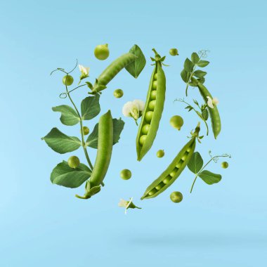 Taze taze taze taze taze bezelye kabukları mavi arka planda izole bir şekilde havaya düşüyor. Gıda havalanması veya sıfır yerçekimi kavramı