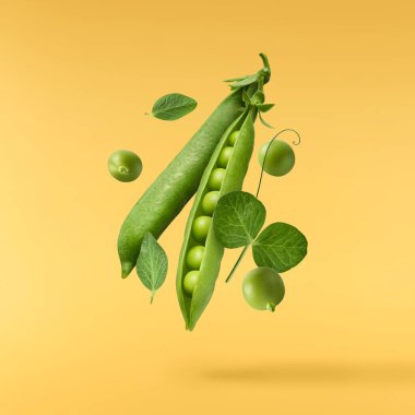 Havaya düşen taze yeşil biberiye bitkisi sarı arka planda izole edilir.