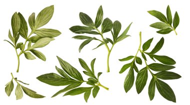 Beyaz arka planda izole edilmiş yeşil Peony yaprakları olan yaratıcı set koleksiyonu. Yüksek çözünürlük.