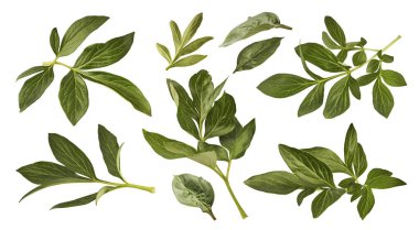 Beyaz arka planda izole edilmiş yeşil Peony yaprakları olan yaratıcı set koleksiyonu. Yüksek çözünürlük.