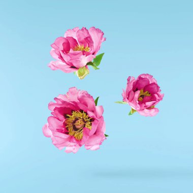 Güzel Pembe Suffruticosa Ağacı Şakayığı mavi arka planda izole bir şekilde gökyüzüne düşüyor. Yüksek çözünürlük, sıfır yerçekimi veya yükselme kavramı.