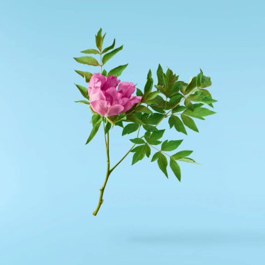 Güzel Pembe Suffruticosa Ağacı Şakayığı mavi arka planda izole bir şekilde gökyüzüne düşüyor. Yüksek çözünürlük, sıfır yerçekimi veya yükselme kavramı.