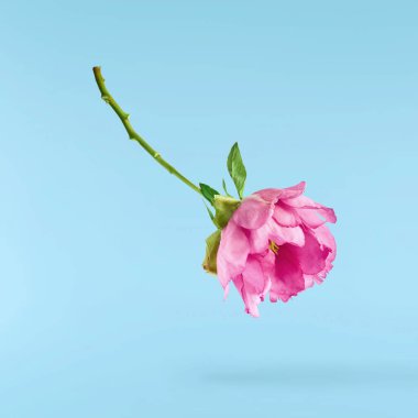 Havaya düşen taze yeşil biberiye bitkisi sarı arka planda izole edilir.