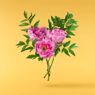 Güzel Pembe Suffruticosa Ağacı Şakayığı sarı arka planda izole bir şekilde gökyüzüne düşüyor. Yüksek çözünürlük, sıfır yerçekimi veya yükselme kavramı.