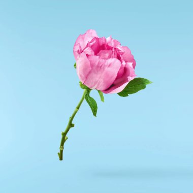 Güzel Pembe Suffruticosa Ağacı Şakayığı mavi arka planda izole bir şekilde gökyüzüne düşüyor. Yüksek çözünürlük, sıfır yerçekimi veya yükselme kavramı.