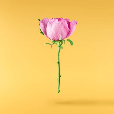 Güzel Pembe Suffruticosa Ağacı Şakayığı sarı arka planda izole bir şekilde gökyüzüne düşüyor. Yüksek çözünürlük, sıfır yerçekimi veya yükselme kavramı.