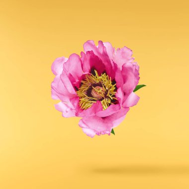 Güzel Pembe Suffruticosa Ağacı Şakayığı sarı arka planda izole bir şekilde gökyüzüne düşüyor. Yüksek çözünürlük, sıfır yerçekimi veya yükselme kavramı.