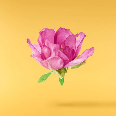 Güzel Pembe Suffruticosa Ağacı Şakayığı sarı arka planda izole bir şekilde gökyüzüne düşüyor. Yüksek çözünürlük, sıfır yerçekimi veya yükselme kavramı.