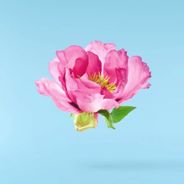 Güzel Pembe Suffruticosa Ağacı Şakayığı mavi arka planda izole bir şekilde gökyüzüne düşüyor. Yüksek çözünürlük, sıfır yerçekimi veya yükselme kavramı.