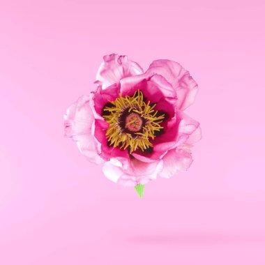 Güzel pembe Suffruticosa Ağacı Şakayığı pembe arka planda izole bir şekilde gökyüzüne düşüyor. Yüksek çözünürlük, sıfır yerçekimi veya yükselme kavramı.