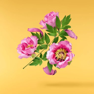 Güzel Pembe Suffruticosa Ağacı Şakayığı sarı arka planda izole bir şekilde gökyüzüne düşüyor. Yüksek çözünürlük, sıfır yerçekimi veya yükselme kavramı.