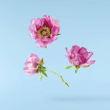 Güzel Pembe Suffruticosa Ağacı Şakayığı mavi arka planda izole bir şekilde gökyüzüne düşüyor. Yüksek çözünürlük, sıfır yerçekimi veya yükselme kavramı.