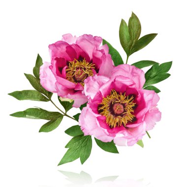 Güzel Pembe Suffruticosa Ağacı Şakayığı beyaz arka planda izole bir şekilde gökyüzüne düşüyor. Yüksek çözünürlük, sıfır yerçekimi veya yükselme kavramı.