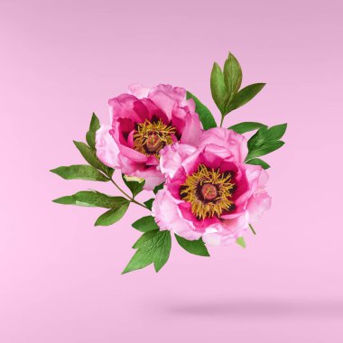 Güzel pembe Suffruticosa Ağacı Şakayığı pembe arka planda izole bir şekilde gökyüzüne düşüyor. Yüksek çözünürlük, sıfır yerçekimi veya yükselme kavramı.