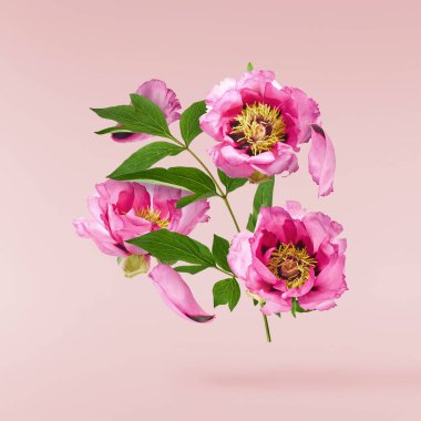 Güzel pembe Suffruticosa Ağacı Şakayığı pembe arka planda izole bir şekilde gökyüzüne düşüyor. Yüksek çözünürlük, sıfır yerçekimi veya yükselme kavramı.