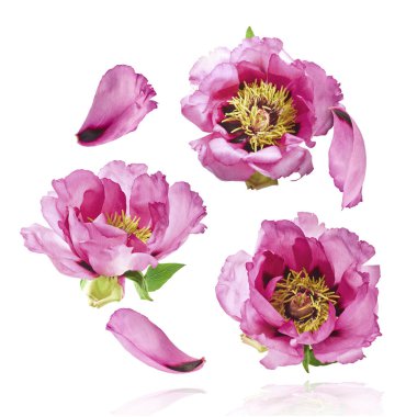 Güzel Pembe Suffruticosa Ağacı Şakayığı beyaz arka planda izole bir şekilde gökyüzüne düşüyor. Yüksek çözünürlük, sıfır yerçekimi veya yükselme kavramı.