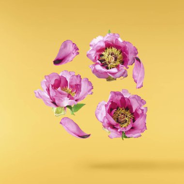 Güzel Pembe Suffruticosa Ağacı Şakayığı sarı arka planda izole bir şekilde gökyüzüne düşüyor. Yüksek çözünürlük, sıfır yerçekimi veya yükselme kavramı.