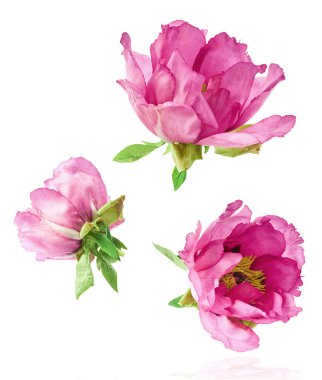 Güzel Pembe Suffruticosa Ağacı Şakayığı beyaz arka planda izole bir şekilde gökyüzüne düşüyor. Yüksek çözünürlük, sıfır yerçekimi veya yükselme kavramı.
