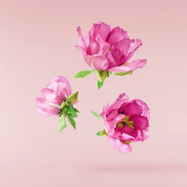 Güzel pembe Suffruticosa Ağacı Şakayığı pembe arka planda izole bir şekilde gökyüzüne düşüyor. Yüksek çözünürlük, sıfır yerçekimi veya yükselme kavramı.