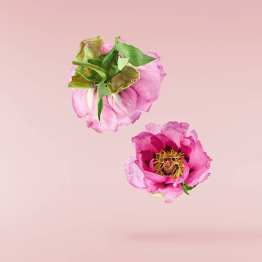 Güzel pembe Suffruticosa Ağacı Şakayığı pembe arka planda izole bir şekilde gökyüzüne düşüyor. Yüksek çözünürlük, sıfır yerçekimi veya yükselme kavramı.