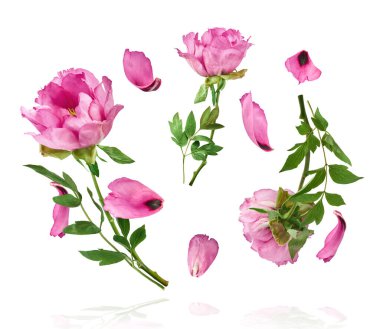 Güzel Pembe Suffruticosa Ağacı Şakayığı beyaz arka planda izole bir şekilde gökyüzüne düşüyor. Yüksek çözünürlük, sıfır yerçekimi veya yükselme kavramı.