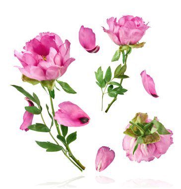 Güzel Pembe Suffruticosa Ağacı Şakayığı beyaz arka planda izole bir şekilde gökyüzüne düşüyor. Yüksek çözünürlük, sıfır yerçekimi veya yükselme kavramı.