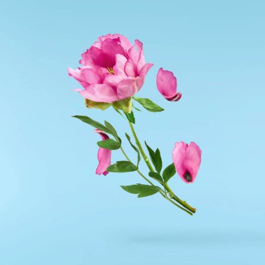 Güzel Pembe Suffruticosa Ağacı Şakayığı mavi arka planda izole bir şekilde gökyüzüne düşüyor. Yüksek çözünürlük, sıfır yerçekimi veya yükselme kavramı.