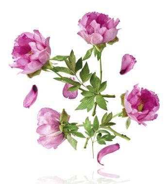 Güzel Pembe Suffruticosa Ağacı Şakayığı beyaz arka planda izole bir şekilde gökyüzüne düşüyor. Yüksek çözünürlük, sıfır yerçekimi veya yükselme kavramı.