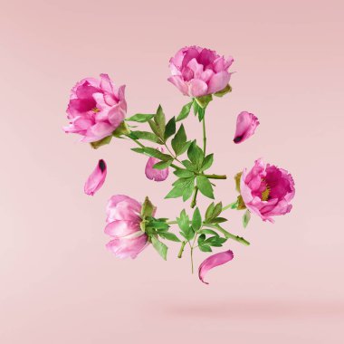 Güzel pembe Suffruticosa Ağacı Şakayığı pembe arka planda izole bir şekilde gökyüzüne düşüyor. Yüksek çözünürlük, sıfır yerçekimi veya yükselme kavramı.