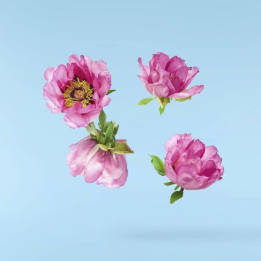 Güzel Pembe Suffruticosa Ağacı Şakayığı mavi arka planda izole bir şekilde gökyüzüne düşüyor. Yüksek çözünürlük, sıfır yerçekimi veya yükselme kavramı.