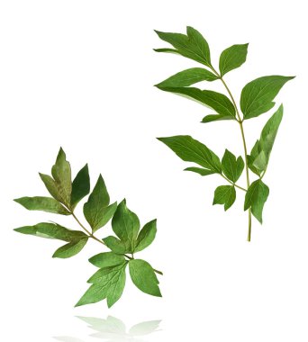 Ağaç Şakayığı 'nın güzel yaprakları beyaz arka planda izole bir şekilde gökyüzüne düşüyor. Yüksek çözünürlük, sıfır yerçekimi veya yükselme kavramı.