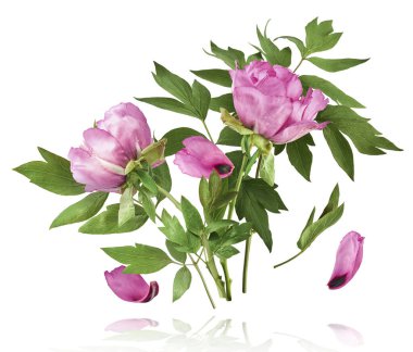 Güzel Pembe Suffruticosa Ağacı Şakayığı beyaz arka planda izole bir şekilde gökyüzüne düşüyor. Yüksek çözünürlük, sıfır yerçekimi veya yükselme kavramı.