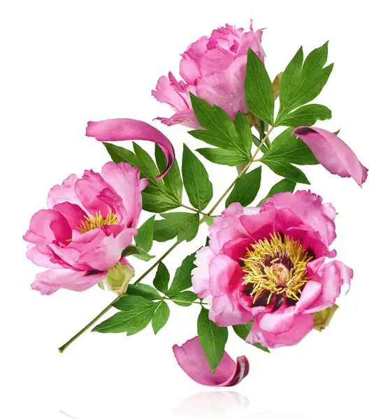 Güzel Pembe Suffruticosa Ağacı Şakayığı beyaz arka planda izole bir şekilde gökyüzüne düşüyor. Yüksek çözünürlük, sıfır yerçekimi veya yükselme kavramı.